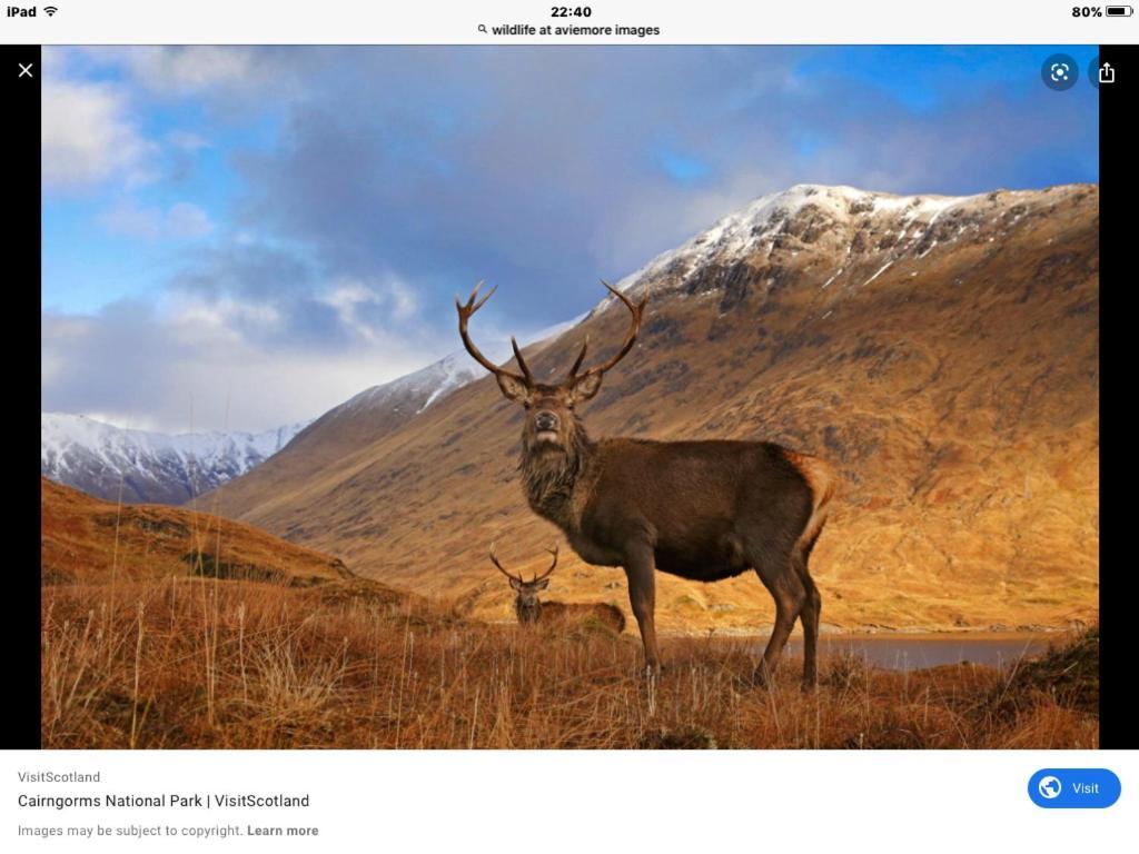 Cairn View Chalet Βίλα Aviemore Εξωτερικό φωτογραφία